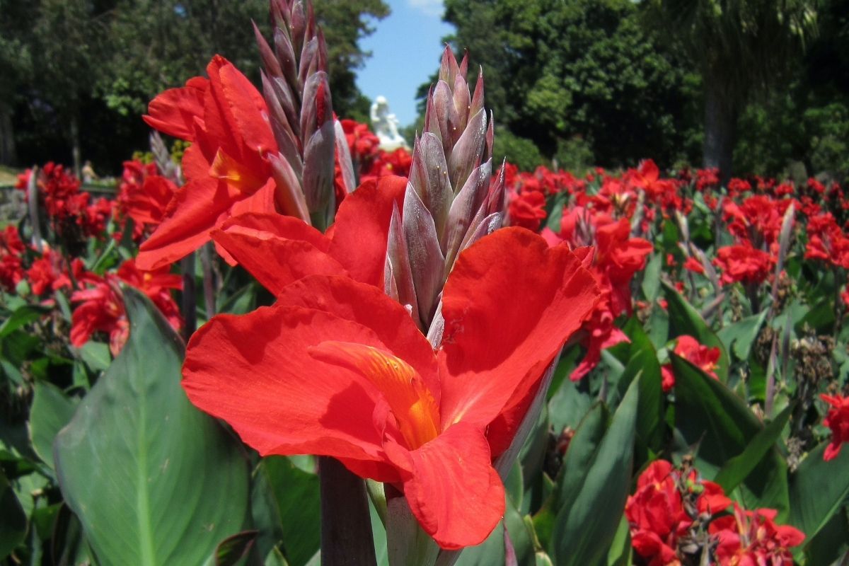 Strawberry Red Flowers-Canna