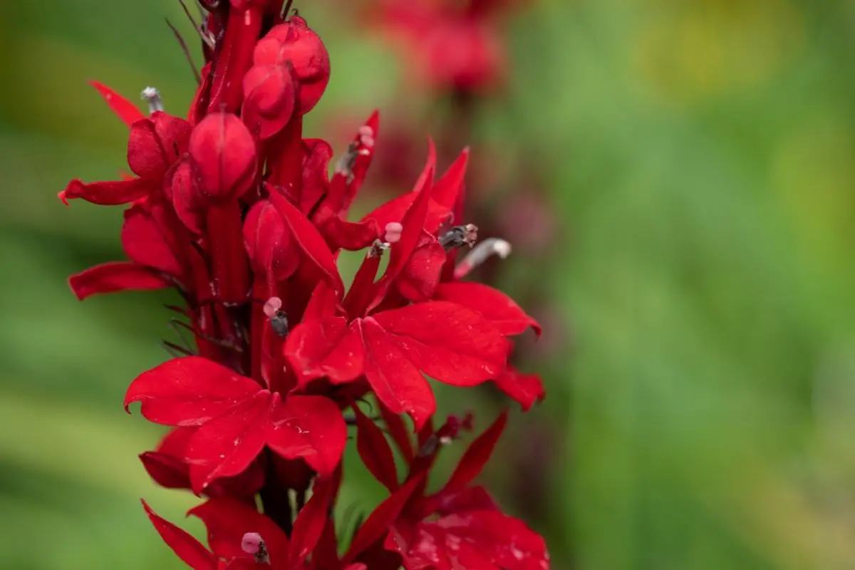 Cardinal flower (Lobelia Cardinalis)