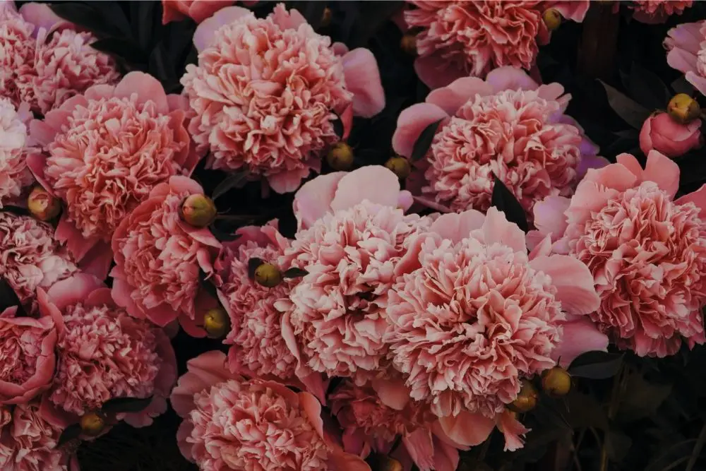 Carnation Russian Flowers