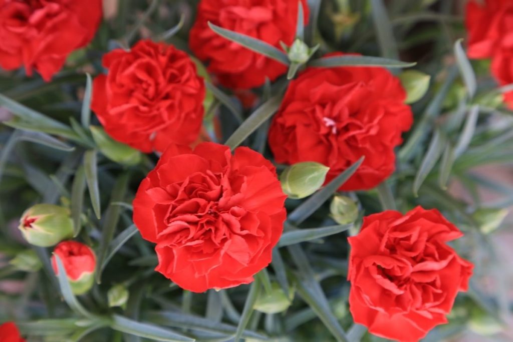 Strawberry Red Flowers-Carnation