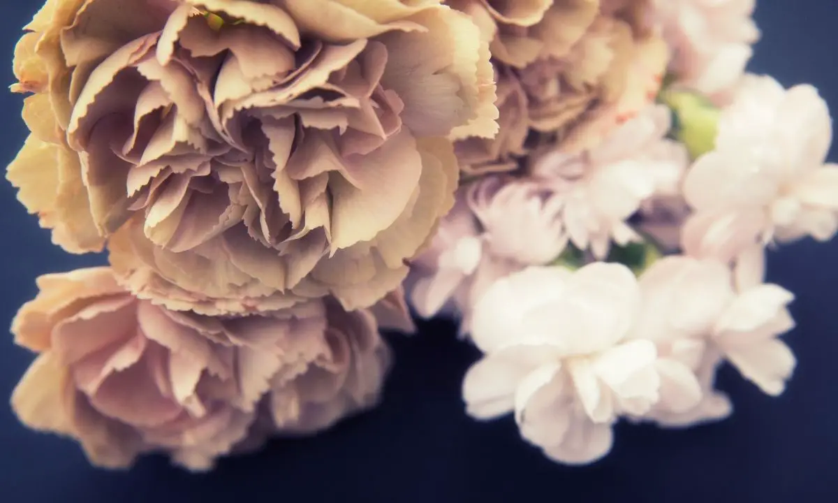 Beige Colored Flowers-Carnation