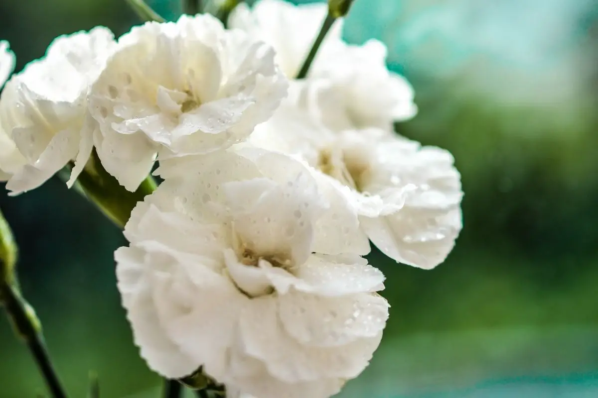 Carnations cream flowers