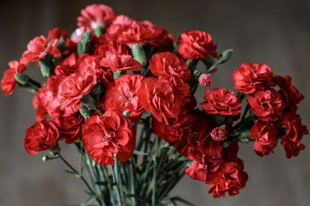 Carnations Blood Red Flowers