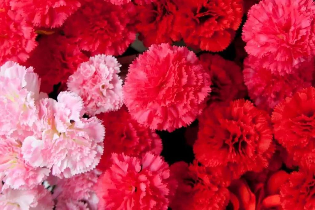 Carnations Colombian Flowers