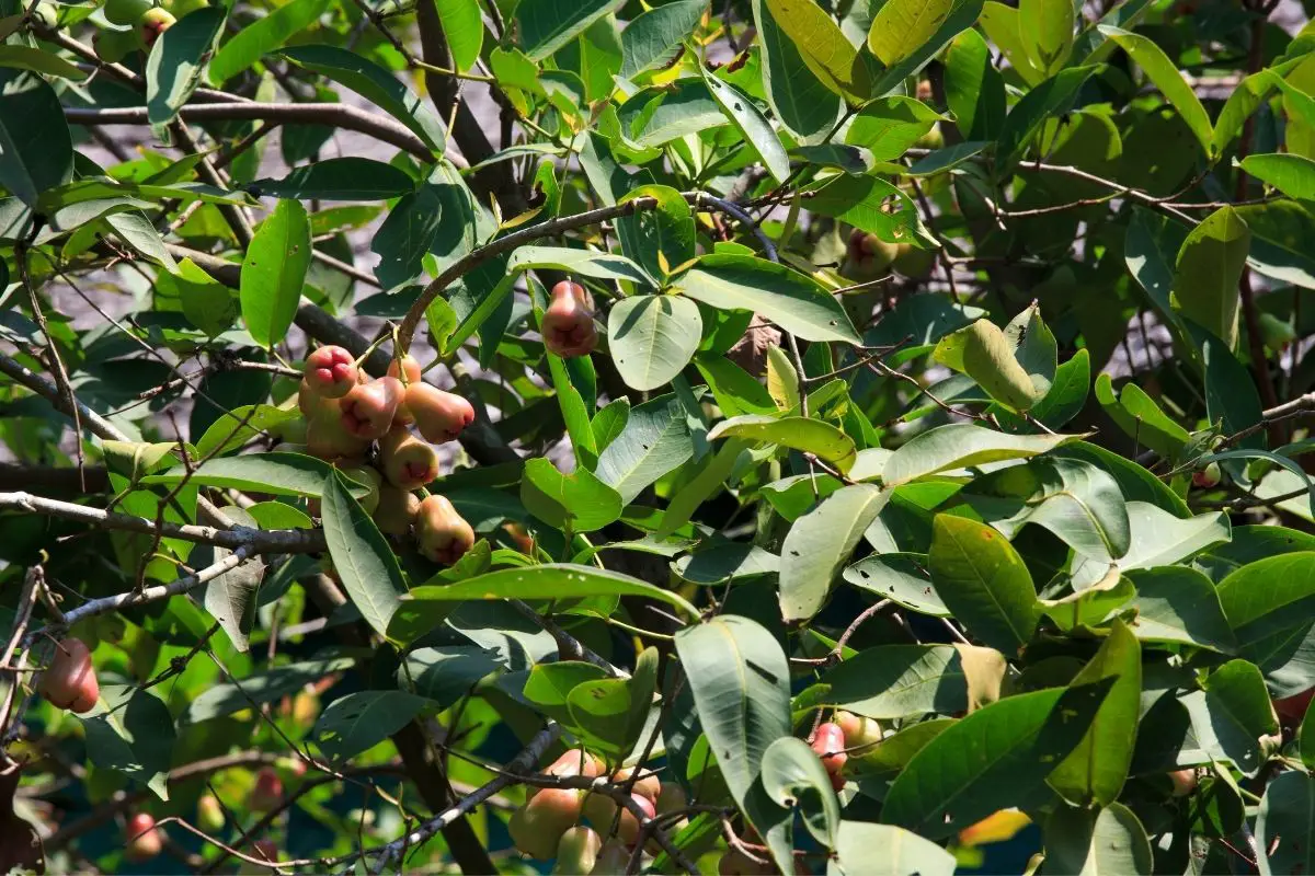 Cashew trees that start with c