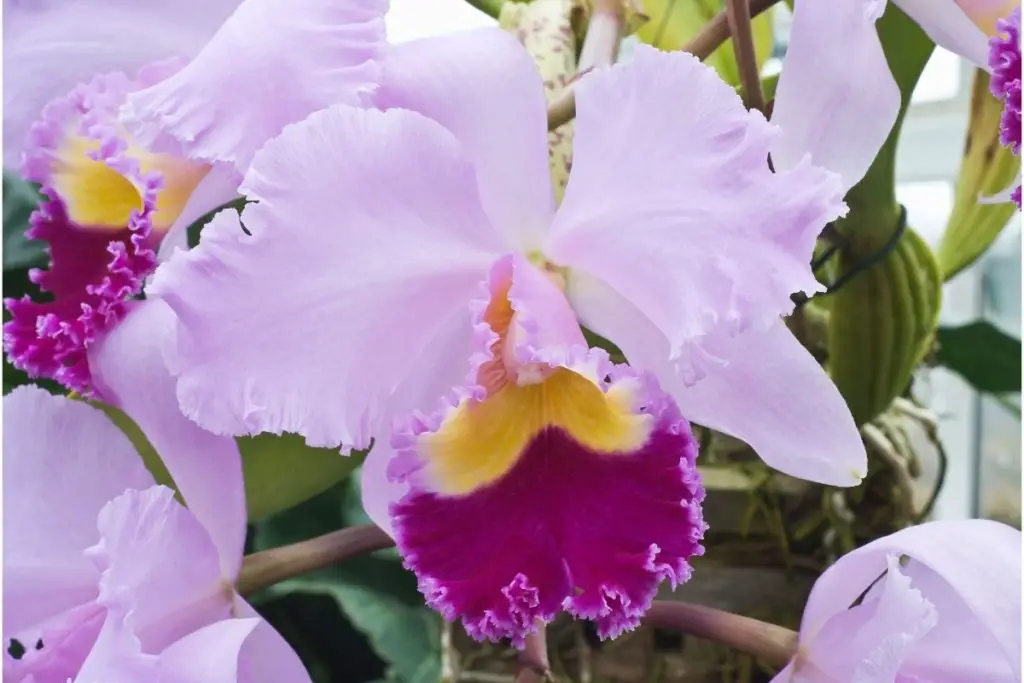 Cattleya Trianae Orchid