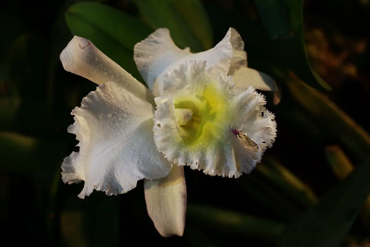 Beige Colored Flowers-Cattleya Velutina