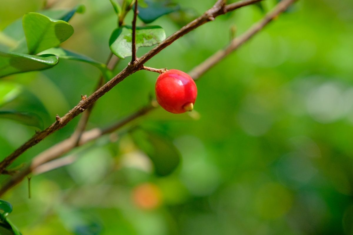 Cedar Bay Cherry Fruit