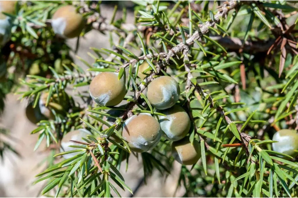 Cedar, Prickly (Juniperus Oxycedrus) 