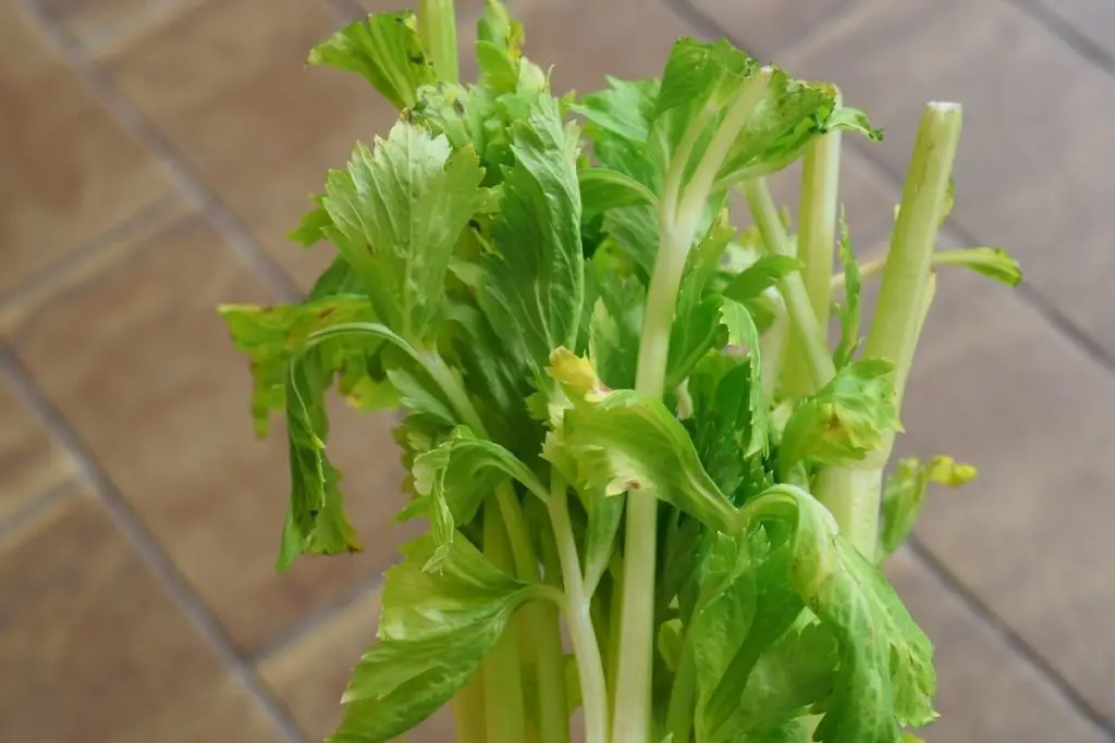 Celery, Wild (Apium Graveolens) 