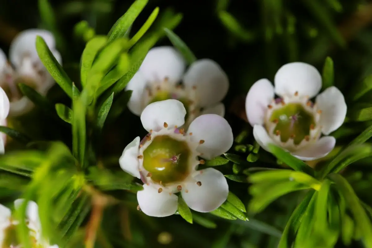 Chamaelaucium Uncinatum (Waxflower)