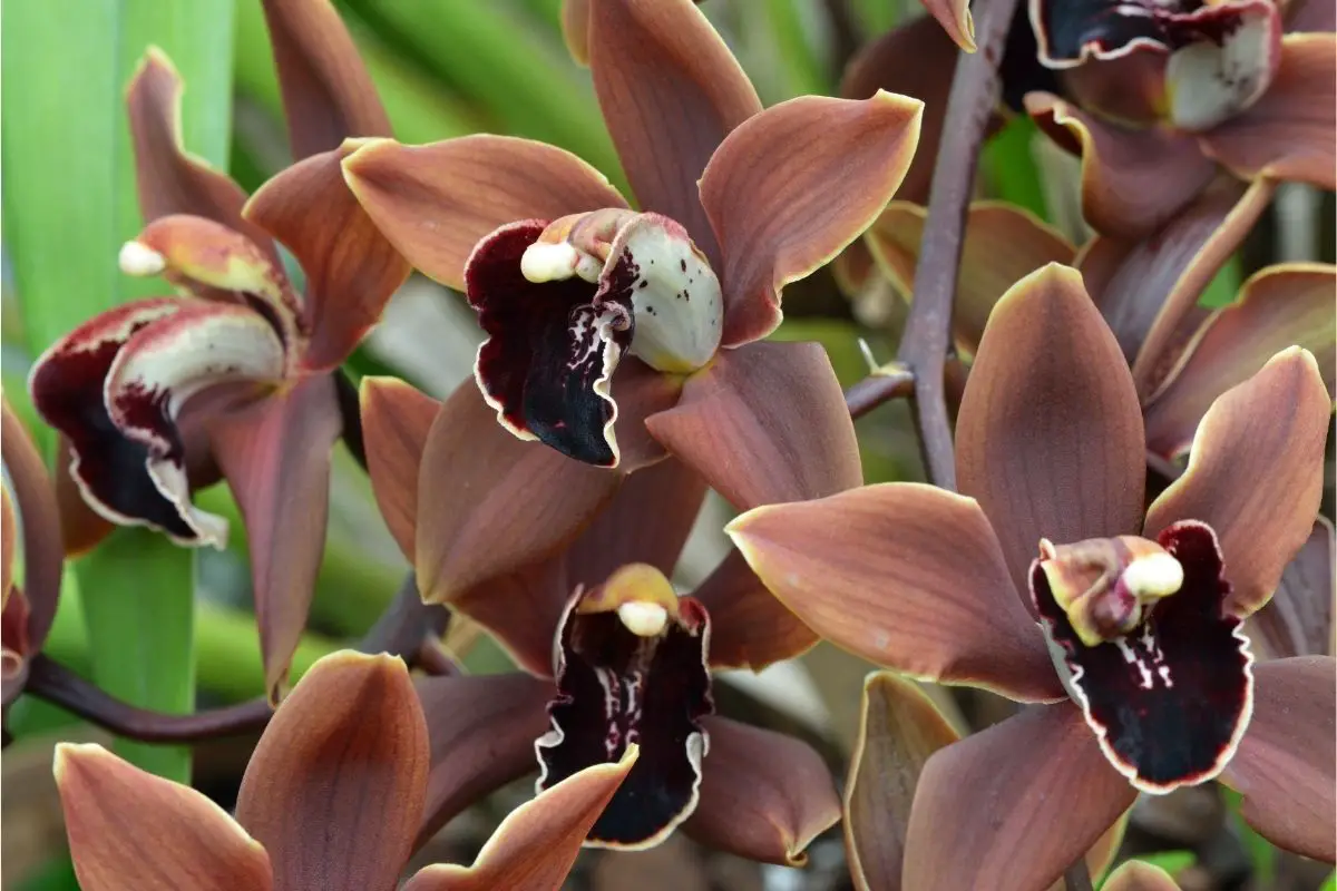 Charlie Brown Orchid