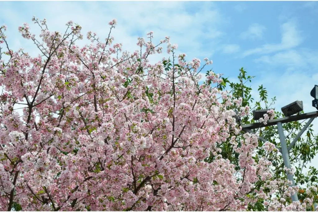Cherry Blossom (Prunus)