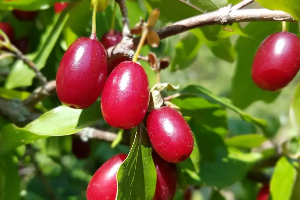 Cherry Tree, Cornelian (Cornus Mas) 