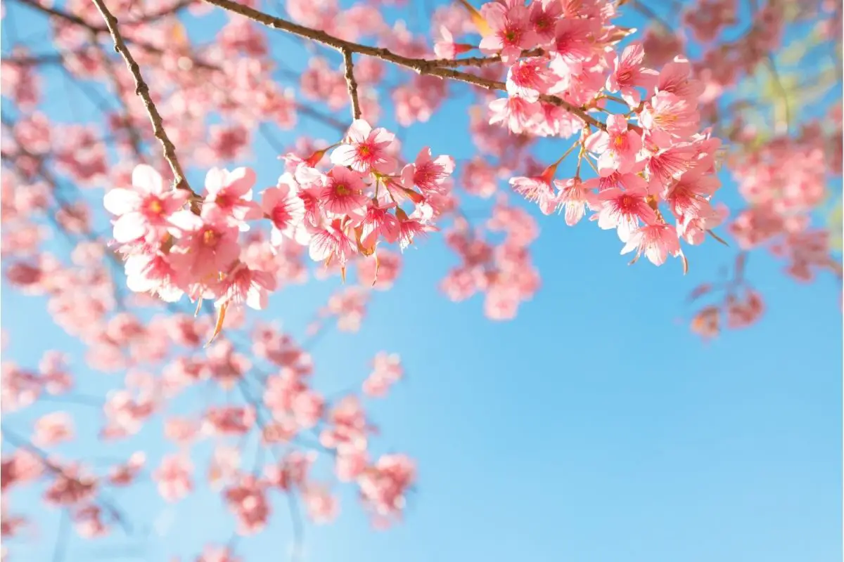 Cherry blossom 