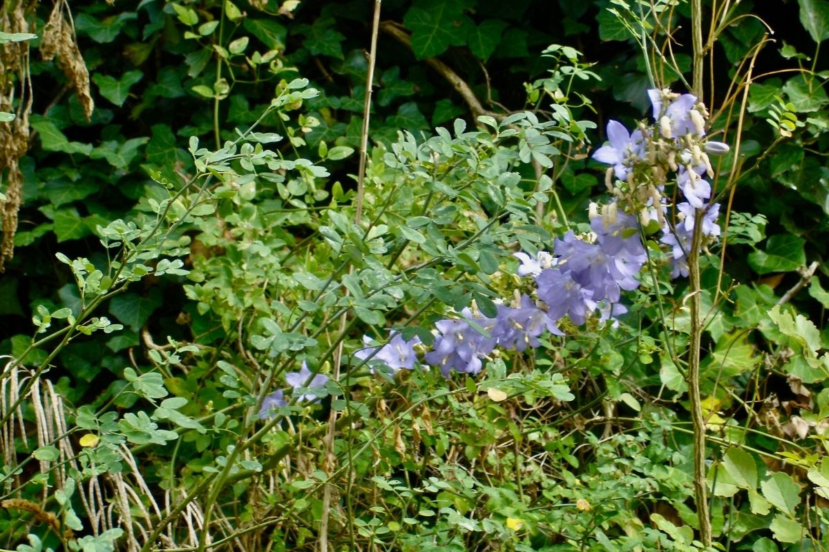 Chimney blue bell flowers