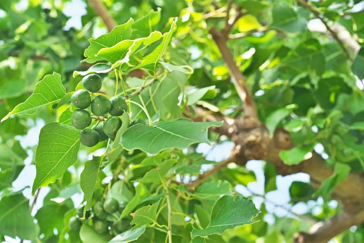 Chinese tallow trees that start with c