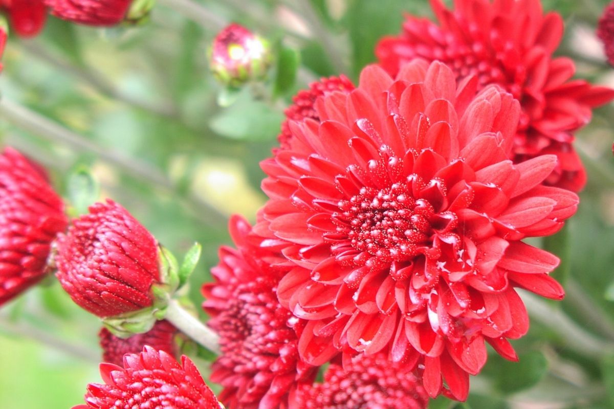 Strawberry Red Flowers-Chrysanthemum