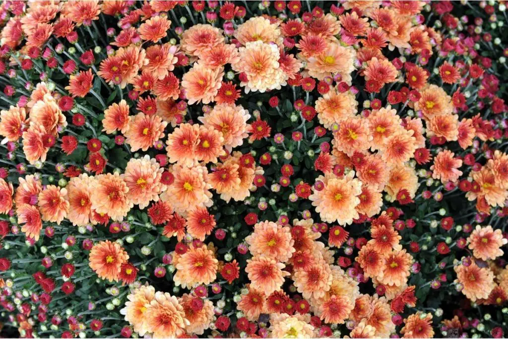 Chrysanthemum Allouise Salmon