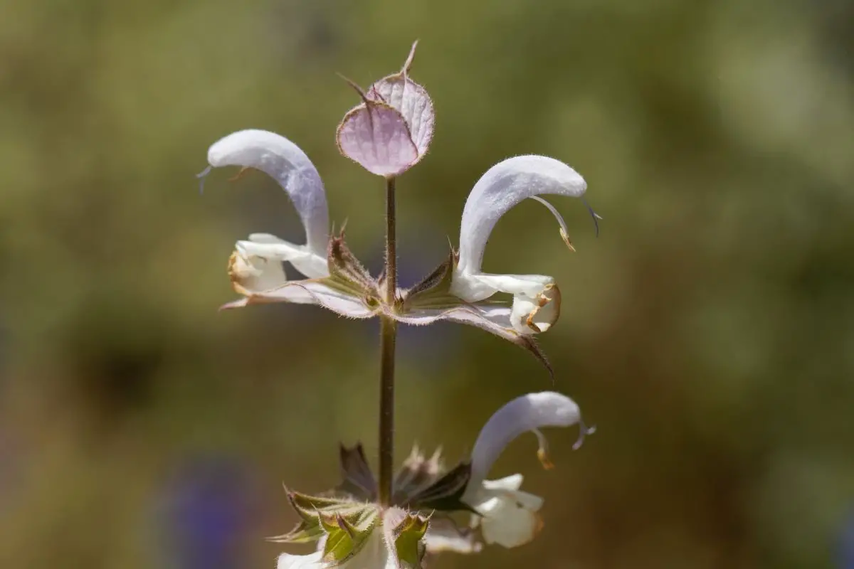 Clary sage (Salvia Sclarea)