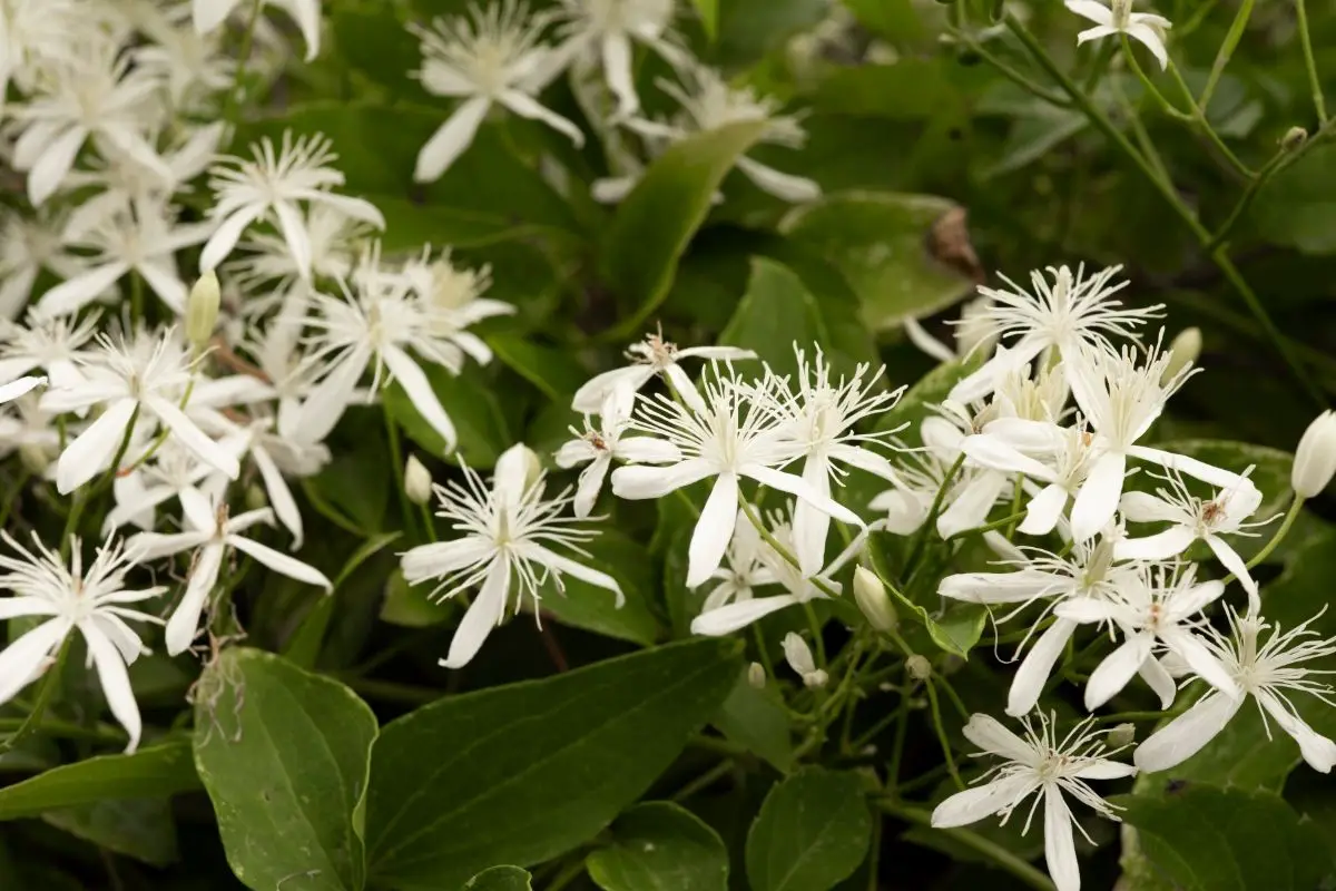 Beige Colored Flowers-Clematis
