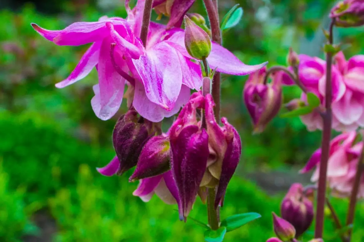 Clematis Flowered Or Rose Columbine