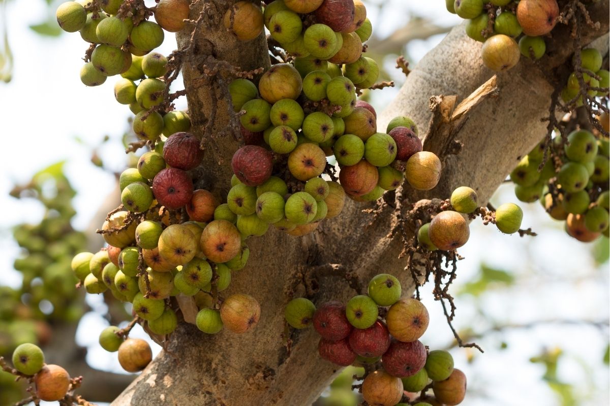 Cluster Fig Fruit