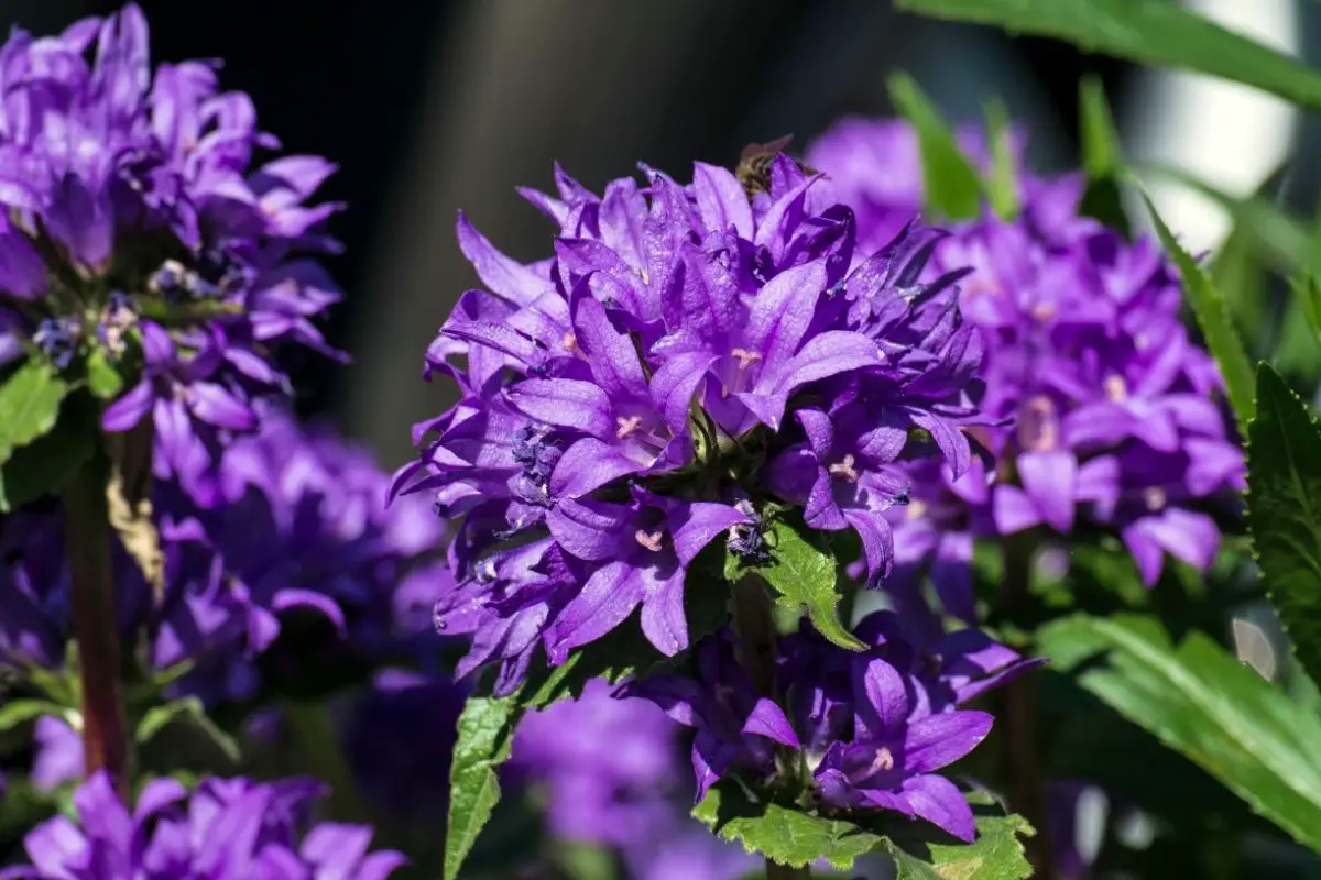 Clustered Bellflower (Campanula Glomerata)