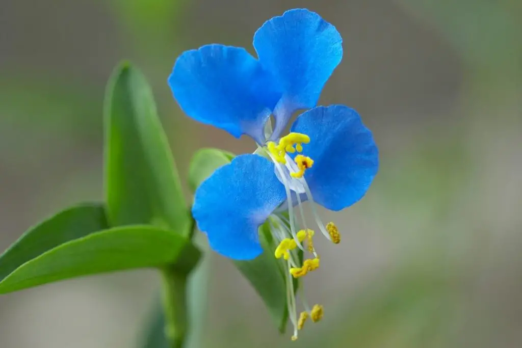 Commelina Tuberosa true blue flowers