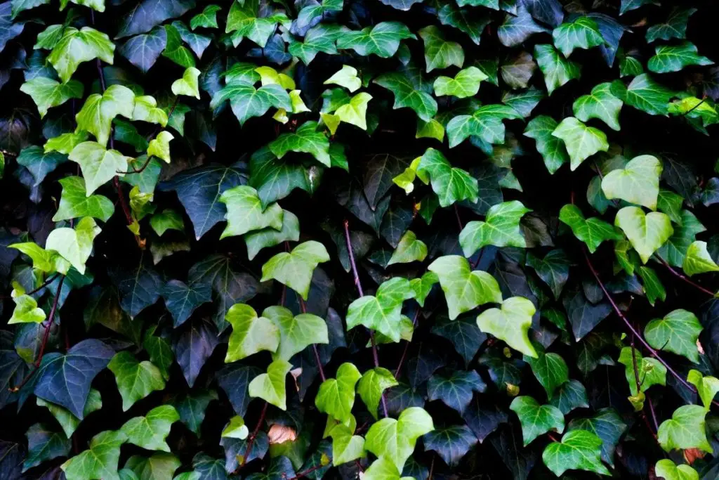 Common Ivy 