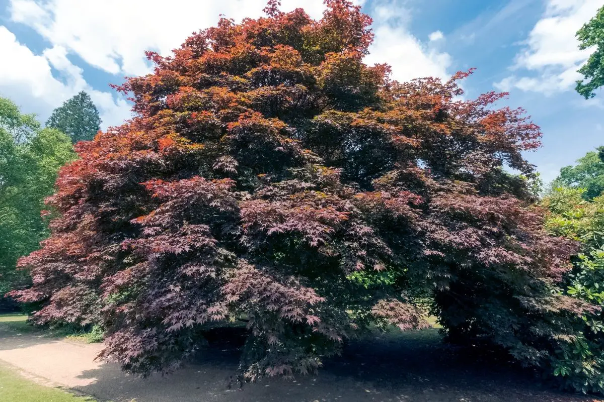 Red Trees-Copper Beech (Fagus Sylvatica)