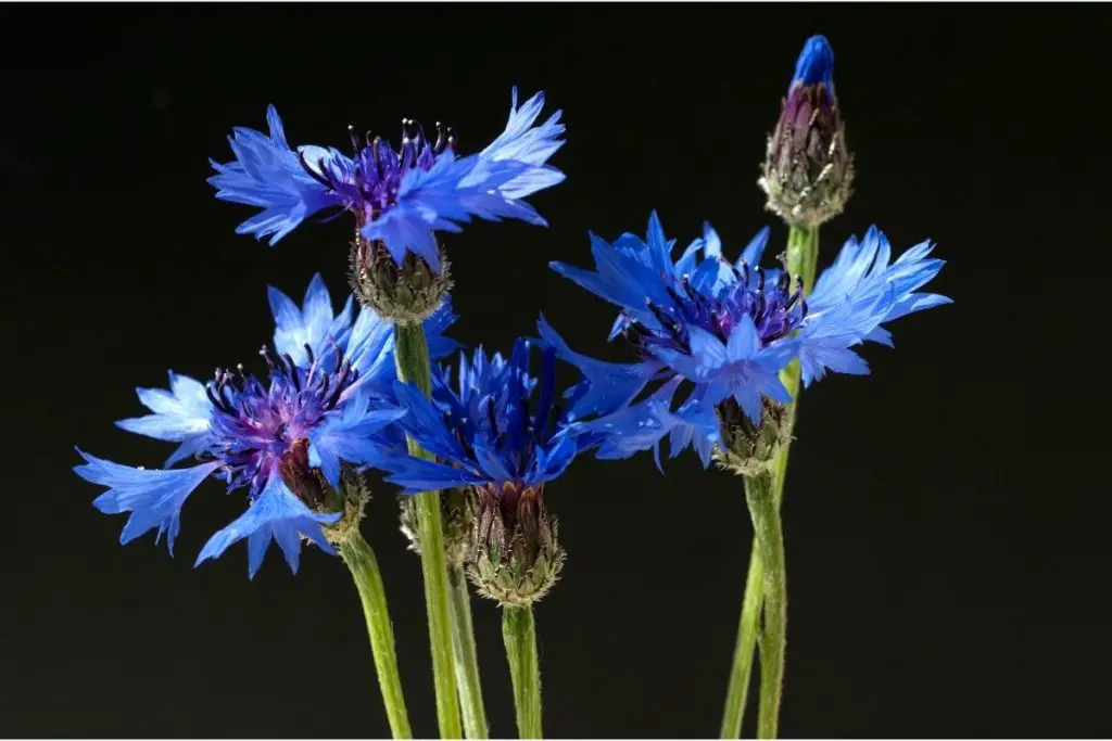 Cornflower true blue flowers