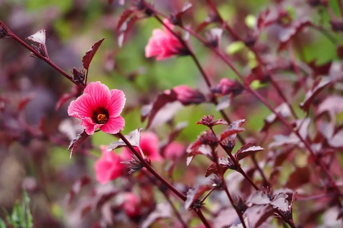 Cranberry Hibiscus (Hibiscus Acetosella)