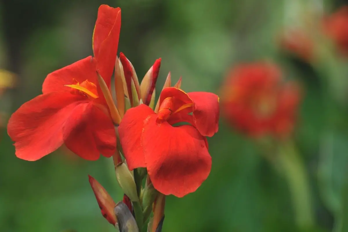 Crimson Beauty Canna Lily