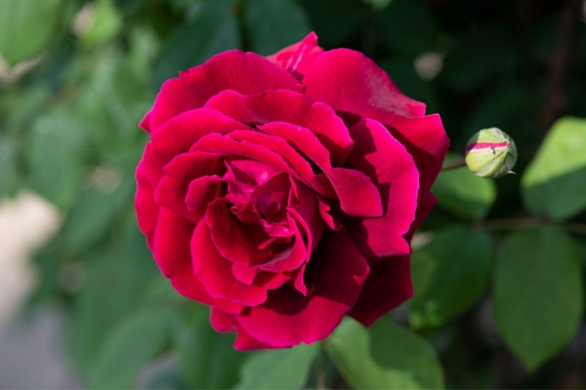 Crimson Glory Rose (Rosa)