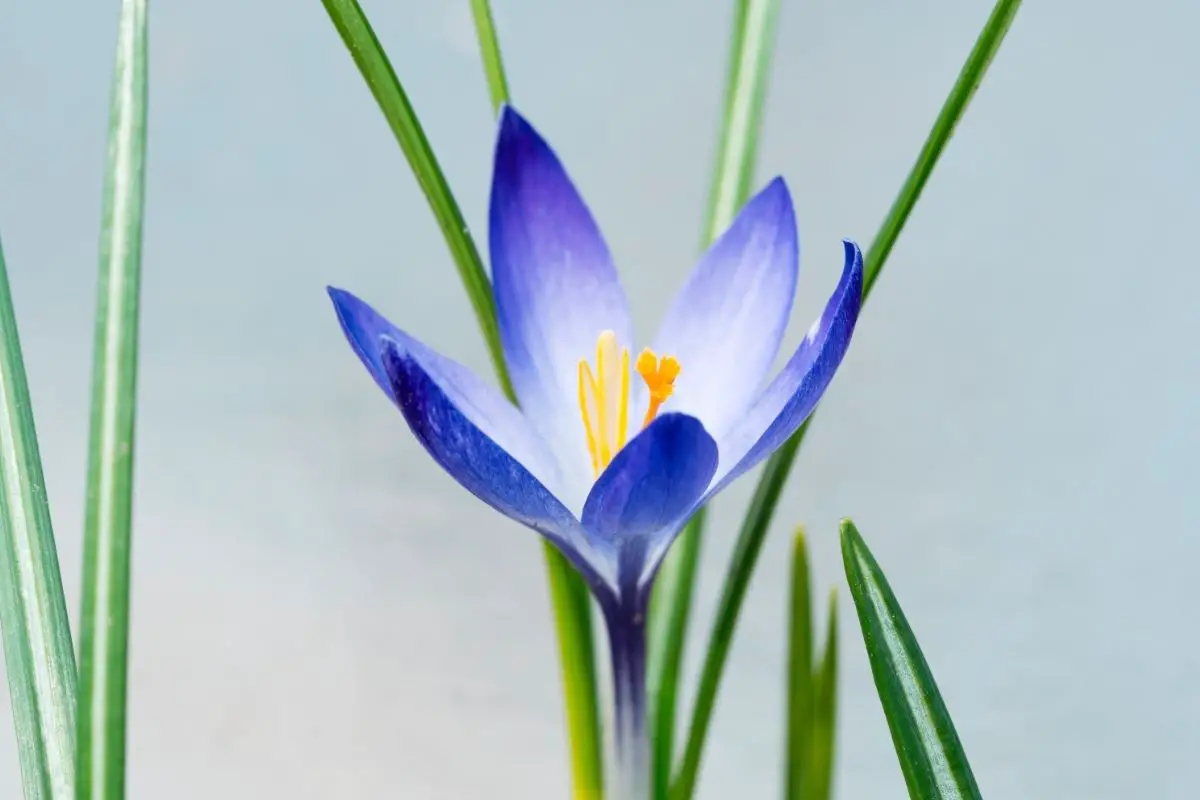 Crocus Chrysanthus ‘Blue Pearl’