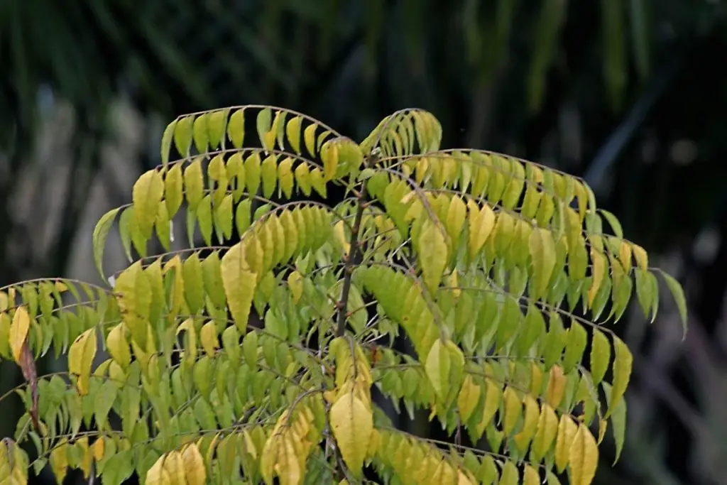 Curry Tree (Murraya Koenigii) 