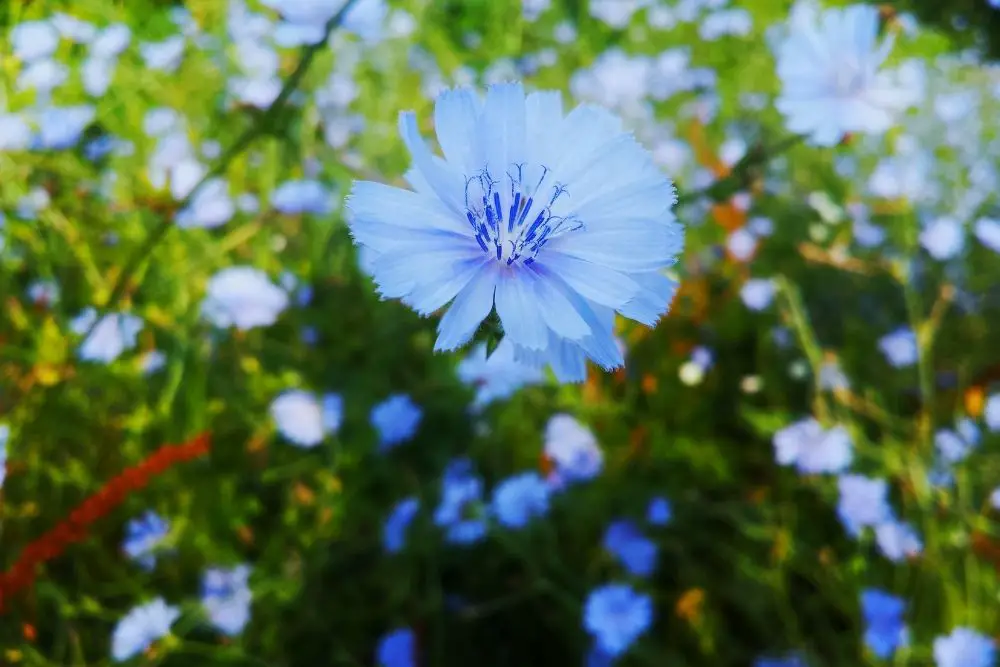 15 Fascinating Cyan Flowers (With Pictures)