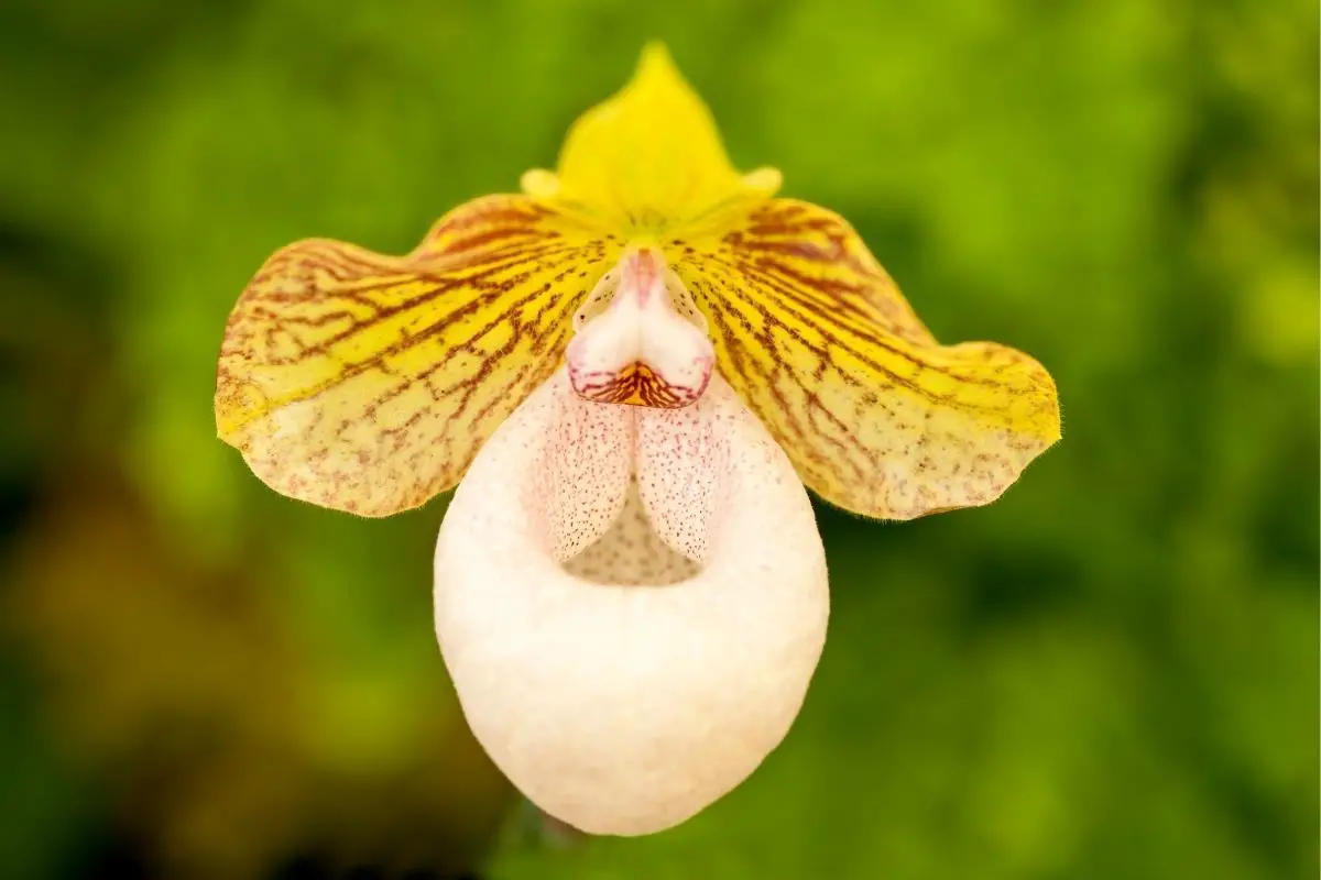 Cypripedium Orchids