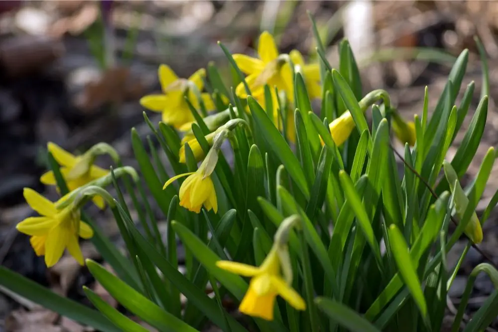 Daffodil (Narcissis)