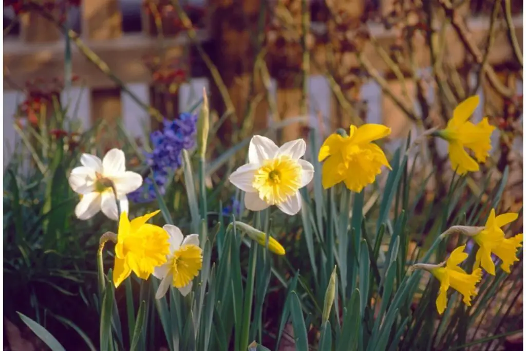 Daffodil (Narcissus Pseudonarcissus)