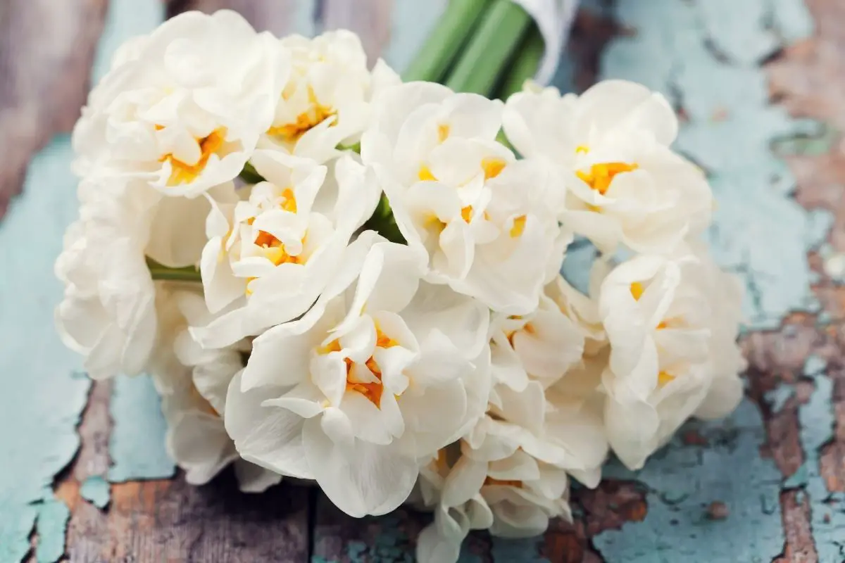Beige Colored Flowers-Daffodil