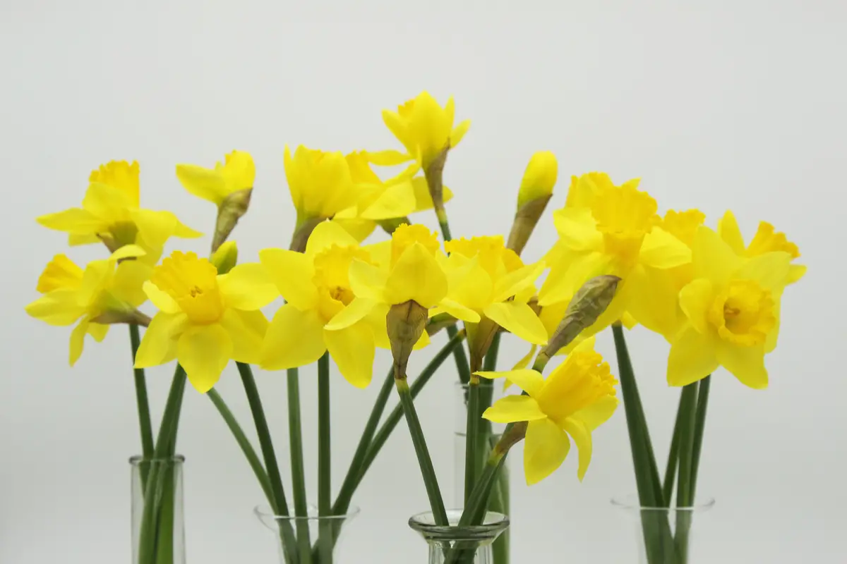 French Flowers Daffodils