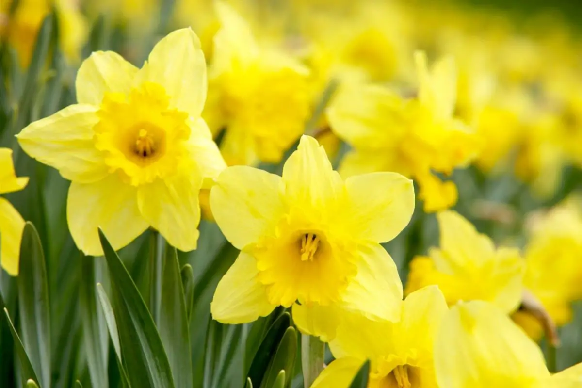 Daffodils Corn Flowers