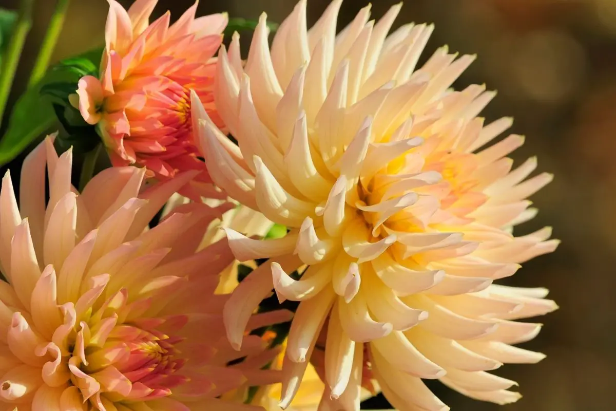 Beige Colored Flowers-Dahlia