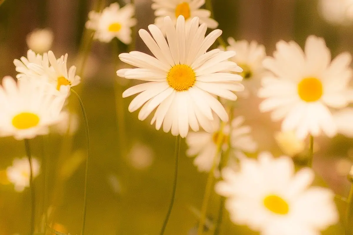 Beige Colored Flowers-Daisy