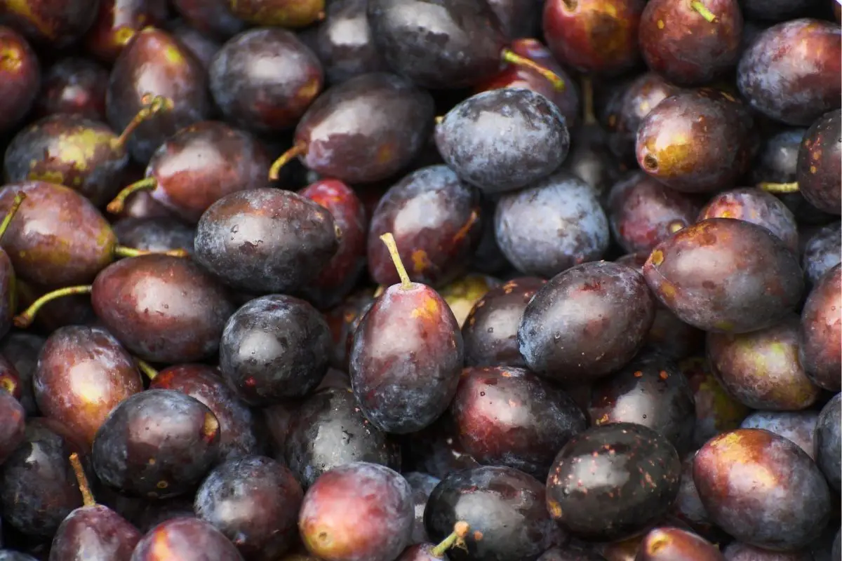 Damson Fruits That Start With D