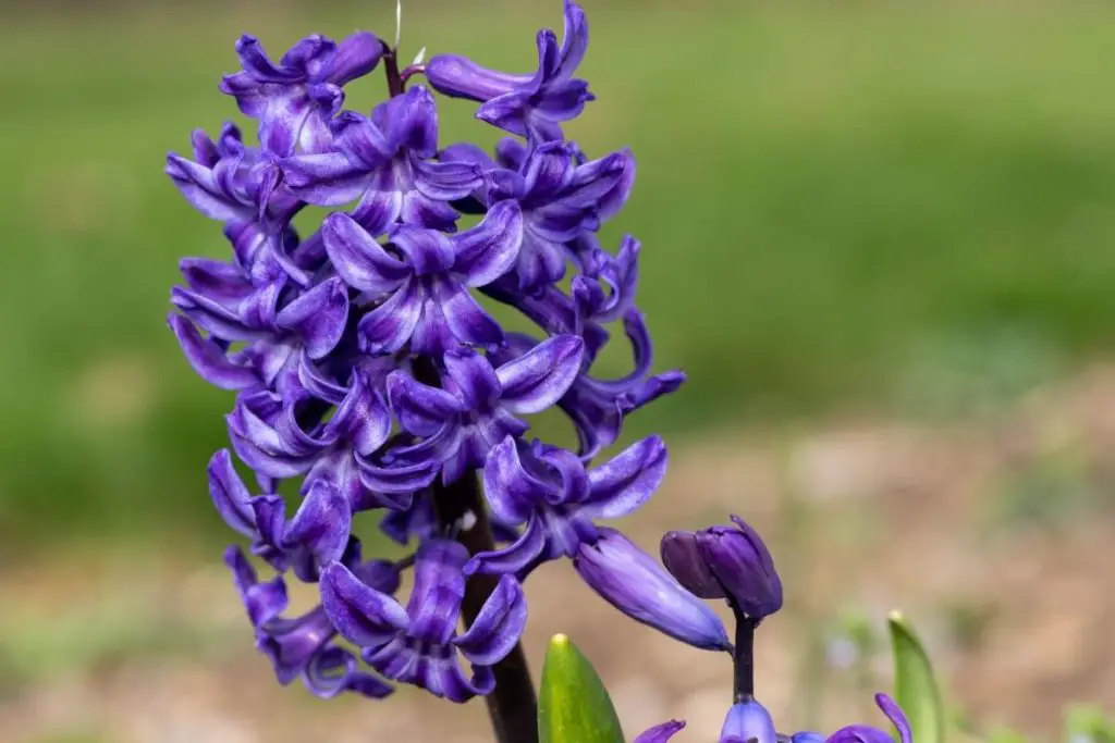 Dark Dimension Hyacinth (Hyacinthus Orientalis 'Dark Dimension')