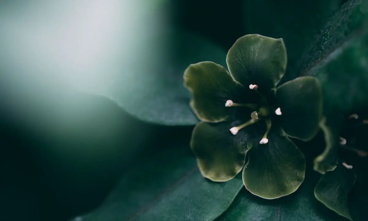 Dark Green Flowers