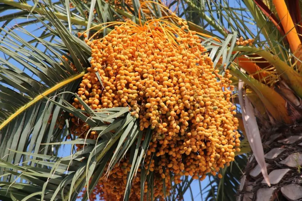 Date Palm (Phoenix Dactylifera) 